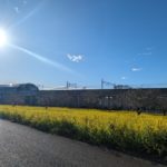 川和町駅前の菜の花、もうすぐ！