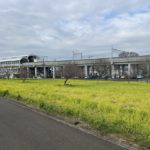 川和町駅前の菜の花、だんだん